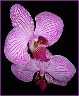 orchidea